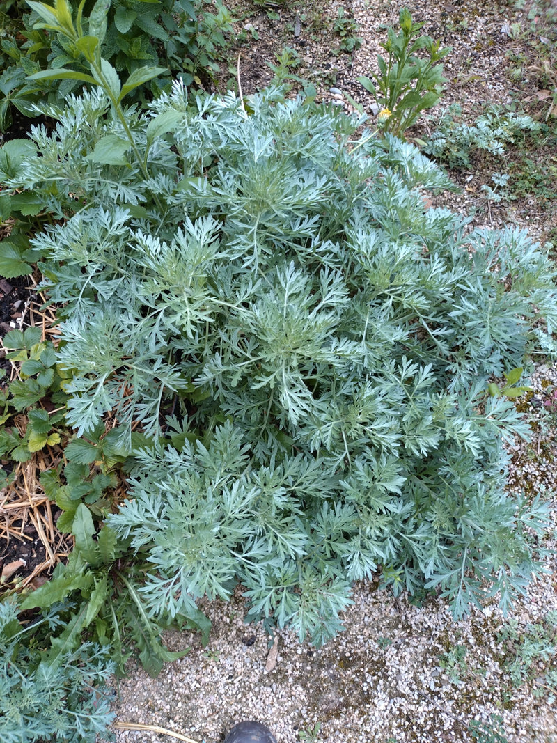 herbe d'absinthe — Bild 1