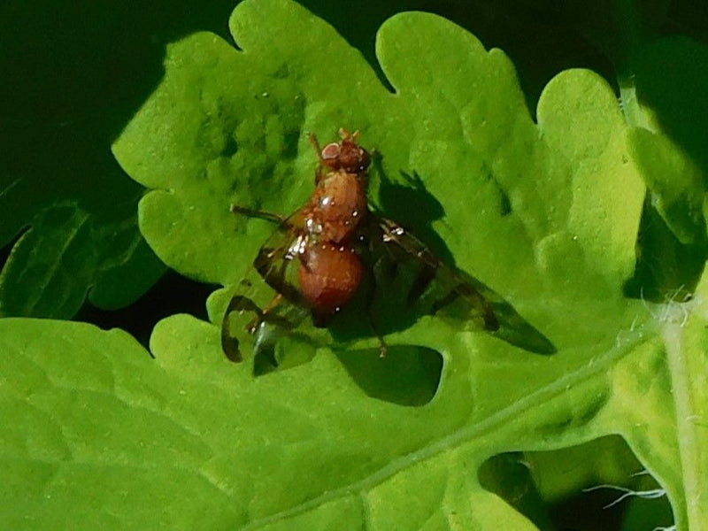 Mouche de forage d'absinthe — Bild 2