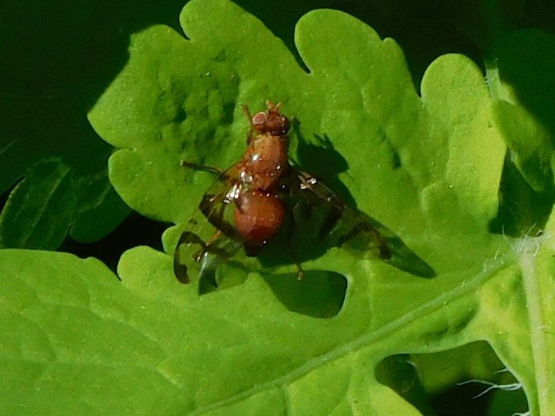 Mouche de forage d'absinthe — Bild 1