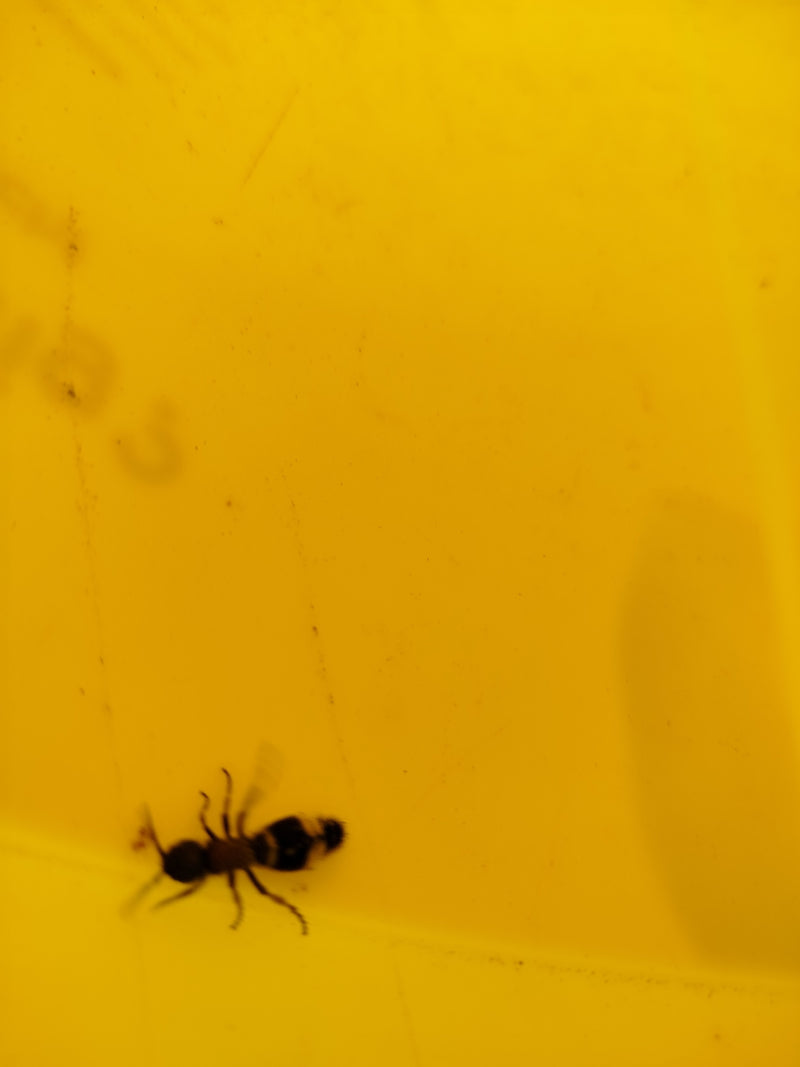 Abeille guêpe — Bild 1