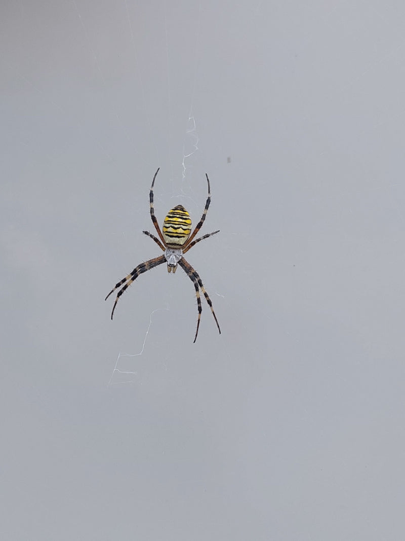 Araignée guêpe — Bild 1