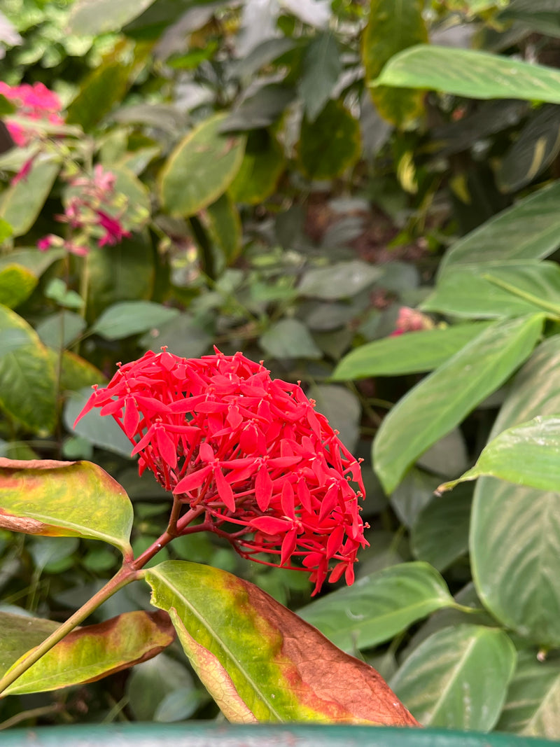 Jasmin des Antilles — Bild 1