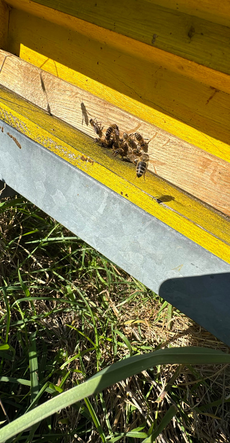 abeille — Bild 2