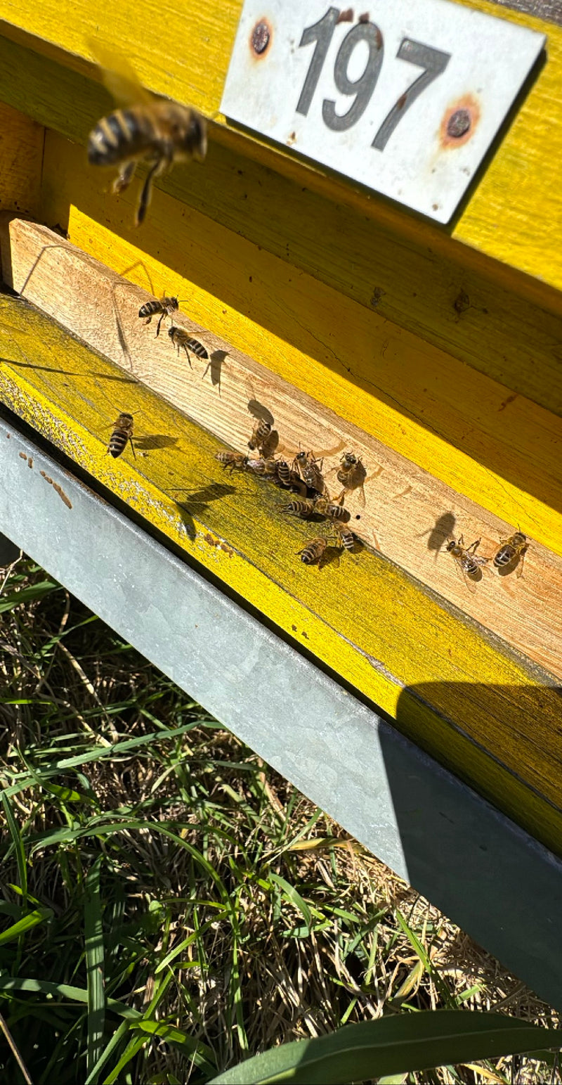 abeille — Bild 1