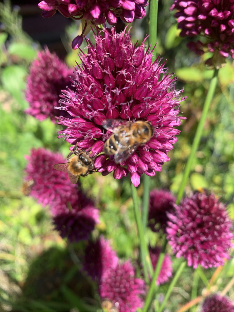 Deux abeilles domestiques sont posées sur les fleurs violettes d'une inflorescence ronde d'allium et récoltent du nectar. Elles sont bien visibles et se dépl...