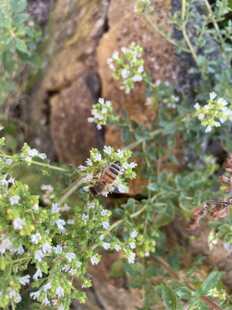 Une abeille domestique est posée sur de petites fleurs blanches devant un mur de pierre flou.