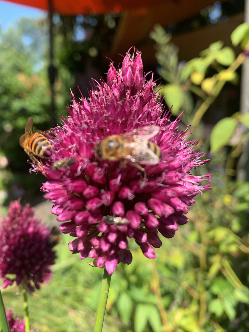 Plusieurs abeilles domestiques sont posées sur une tête de fleur pourpre remarquable et butinent.