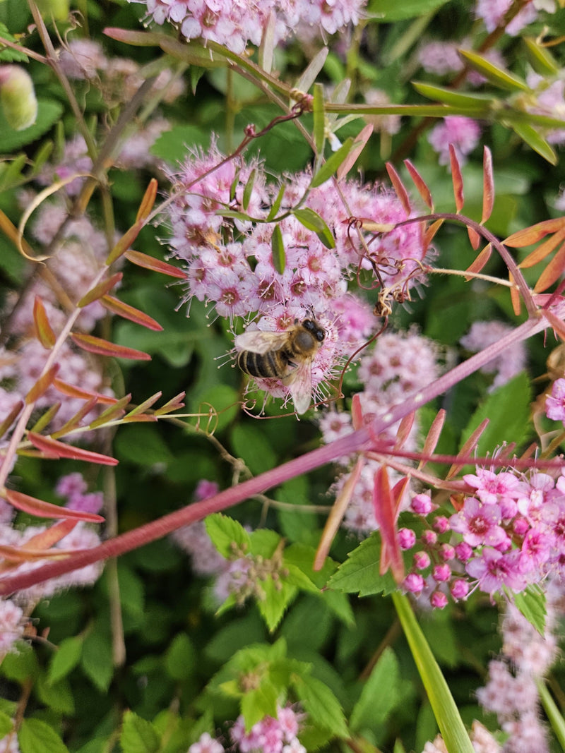 Une abeille domestique est assise sur des fleurs roses et butine. L'insecte est bien visible.