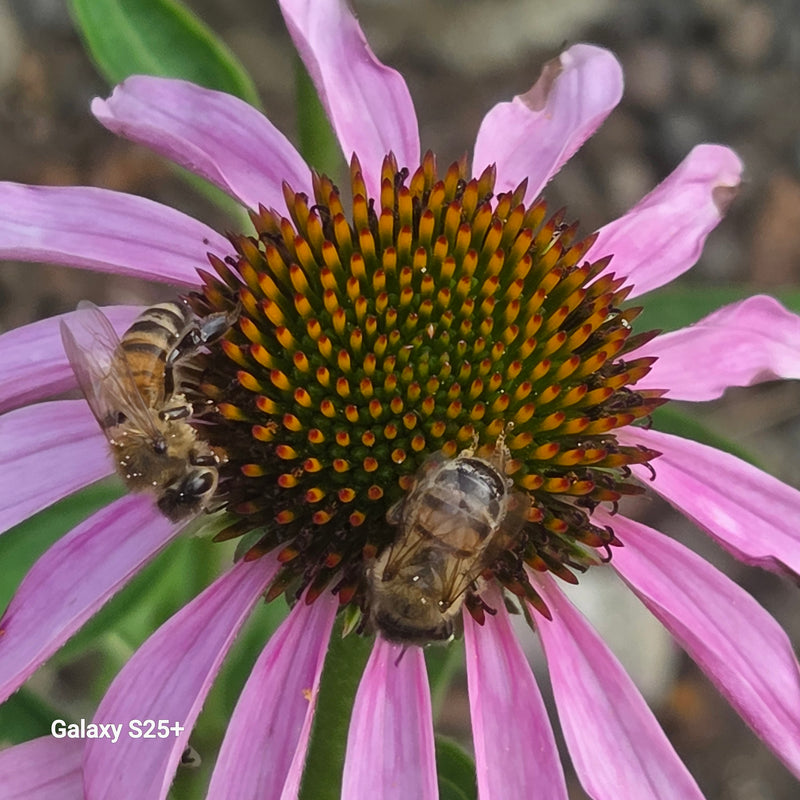 Deux abeilles domestiques sont posées au centre d'une fleur rose et butinent. Elles sont clairement visibles.