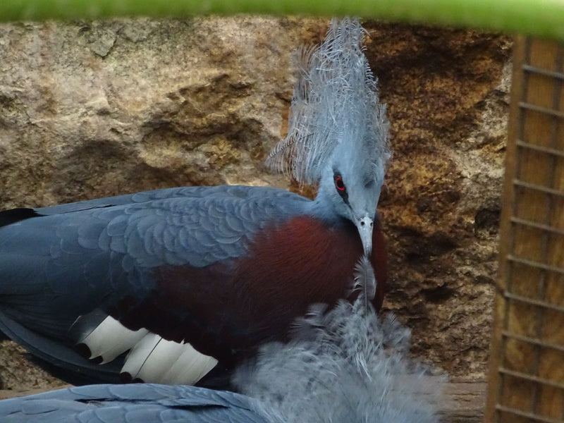 Pigeon couronné occidental — Bild 1