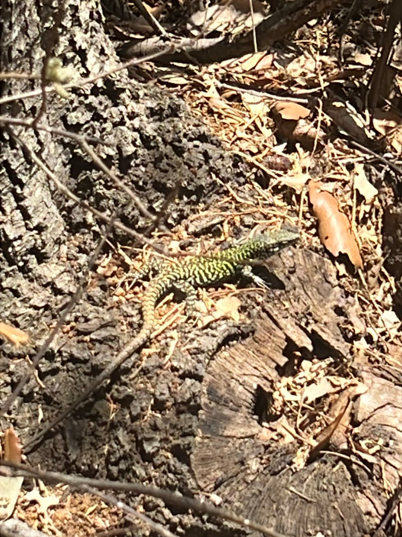 Lézard vert de l'Ouest — Bild 1
