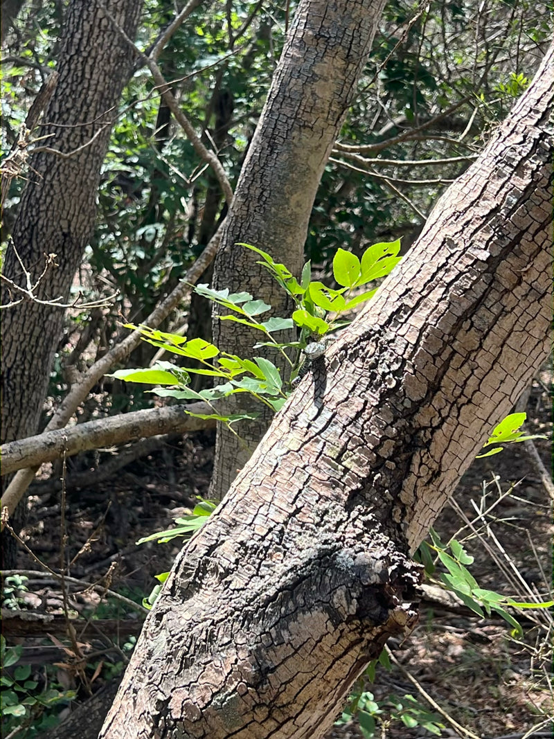 Lézard vert de l'Ouest — Bild 2