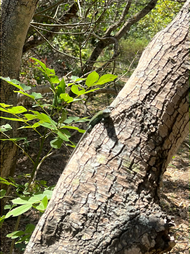 Lézard vert de l'Ouest — Bild 3