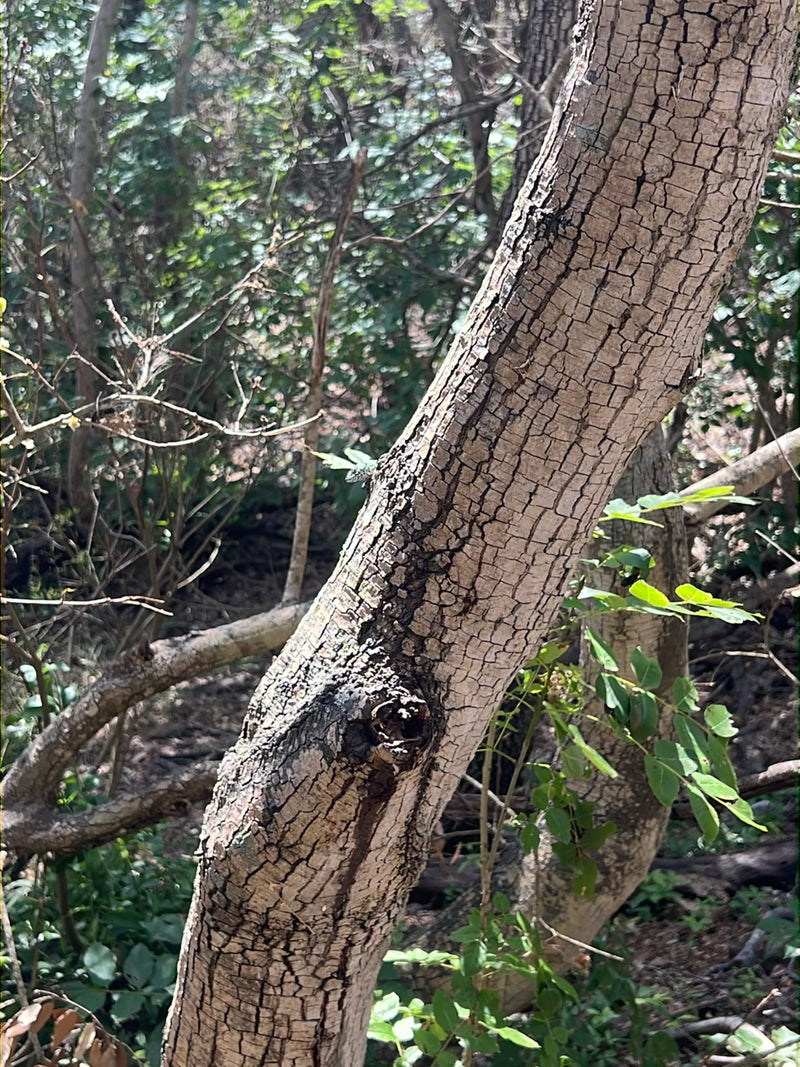 Lézard vert de l'Ouest — Bild 4