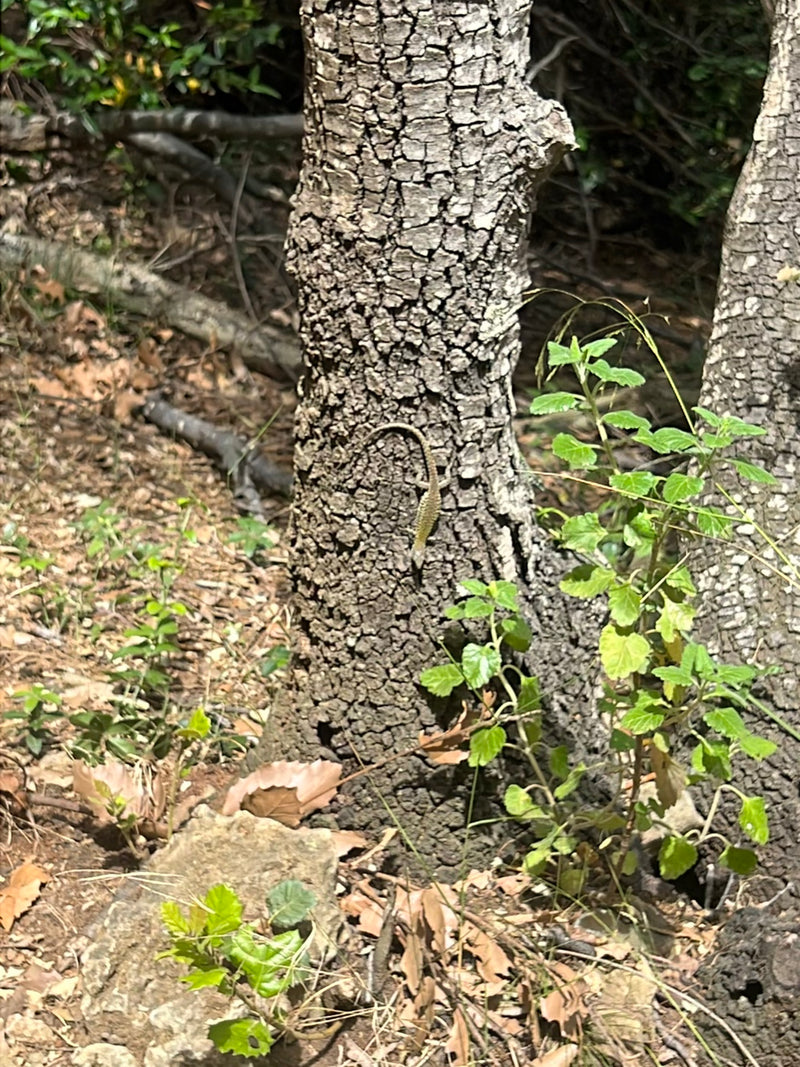 Lézard des sables de l'Ouest — Bild 2