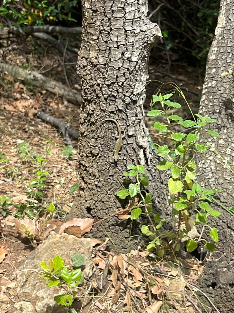 Lézard des sables de l'Ouest — Bild 1