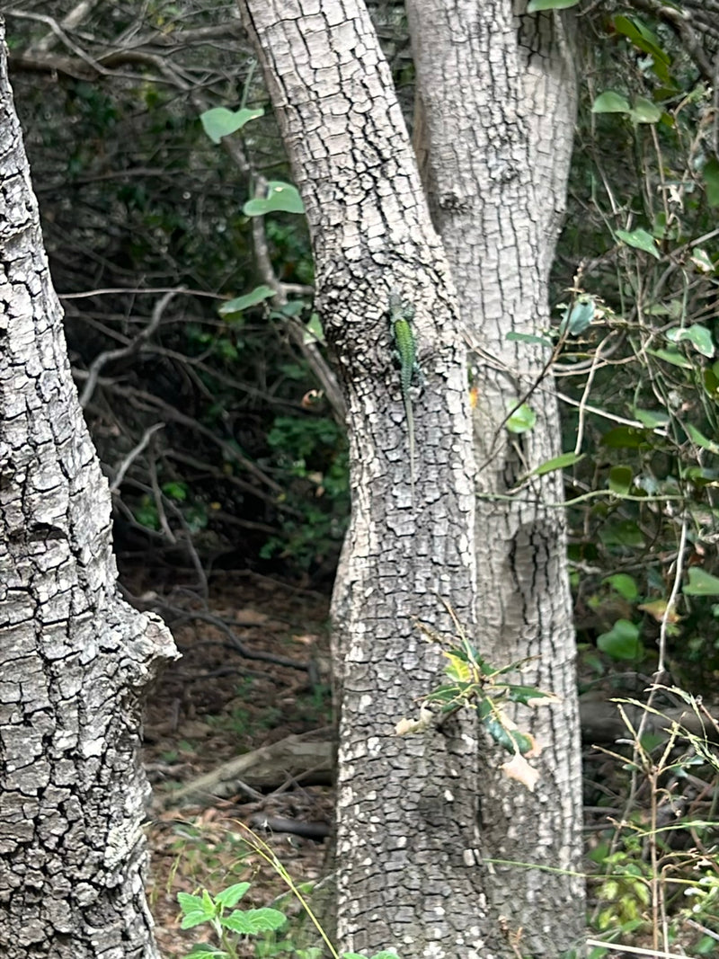 Lézard des sables de l'Ouest — Bild 4
