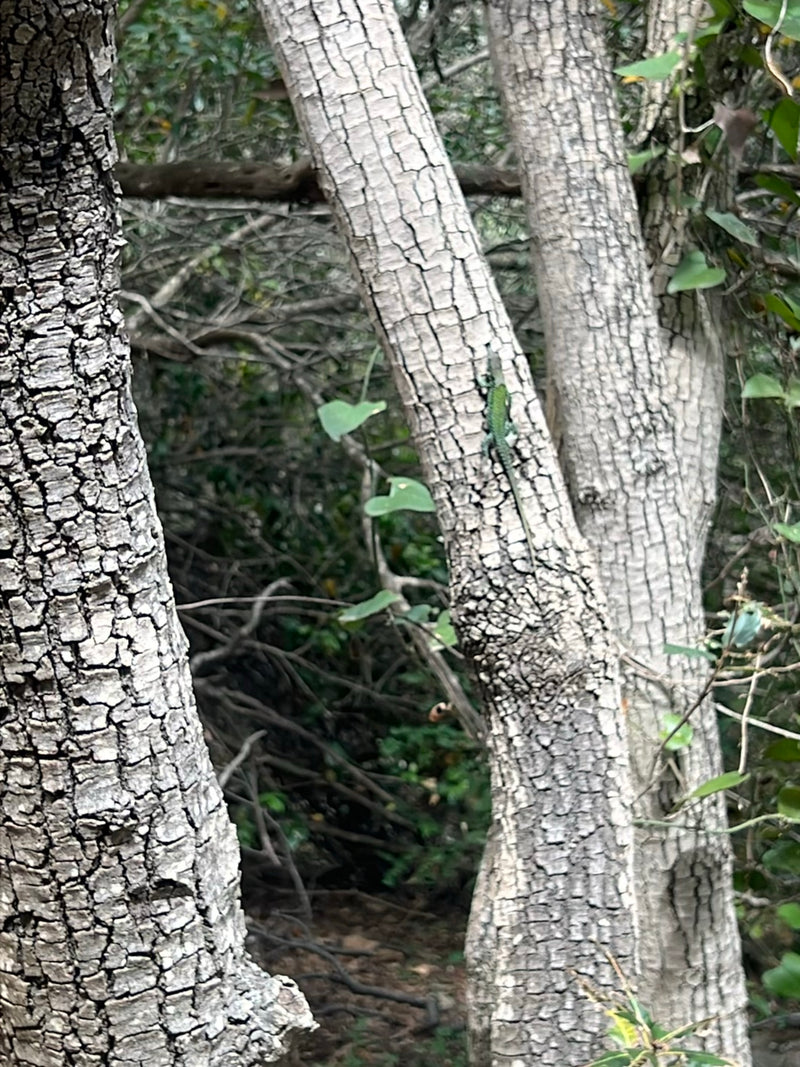 Lézard des sables de l'Ouest — Bild 3