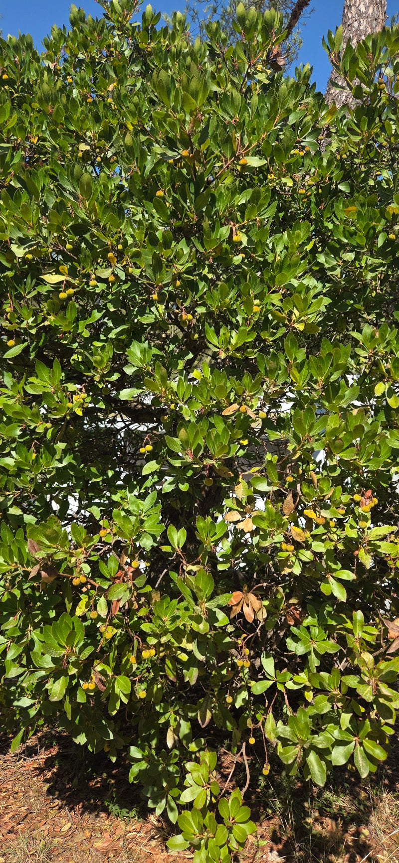 On peut voir un arbousier dense avec des feuilles vert foncé brillantes et des fruits épars. L'arbre se dresse au soleil sur un fond de ciel bleu.