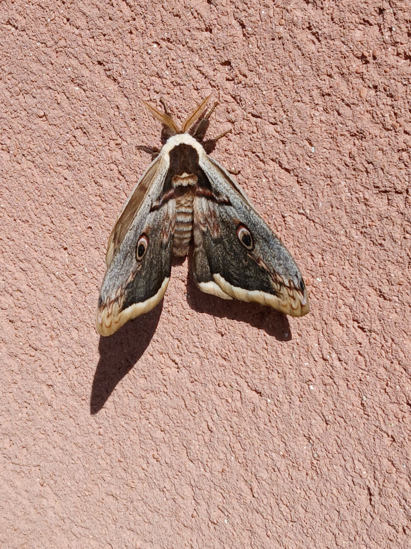 Papillon paon de Vienne — Bild 1