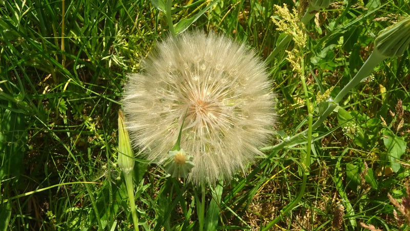On aperçoit la grande tête de graine sphérique du salsifis des prés au milieu d'une prairie verte. Les fruits mûrs dotés de leurs aigrettes sont prêts à être...