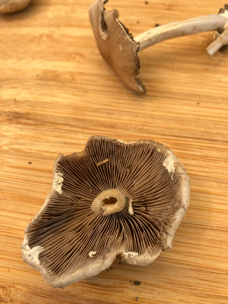 Champignon des prés — Bild 5