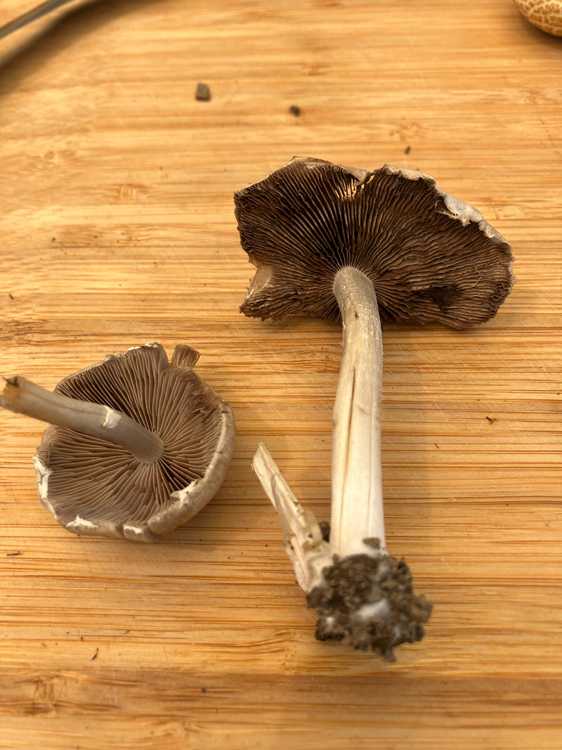 Champignon des prés — Bild 4