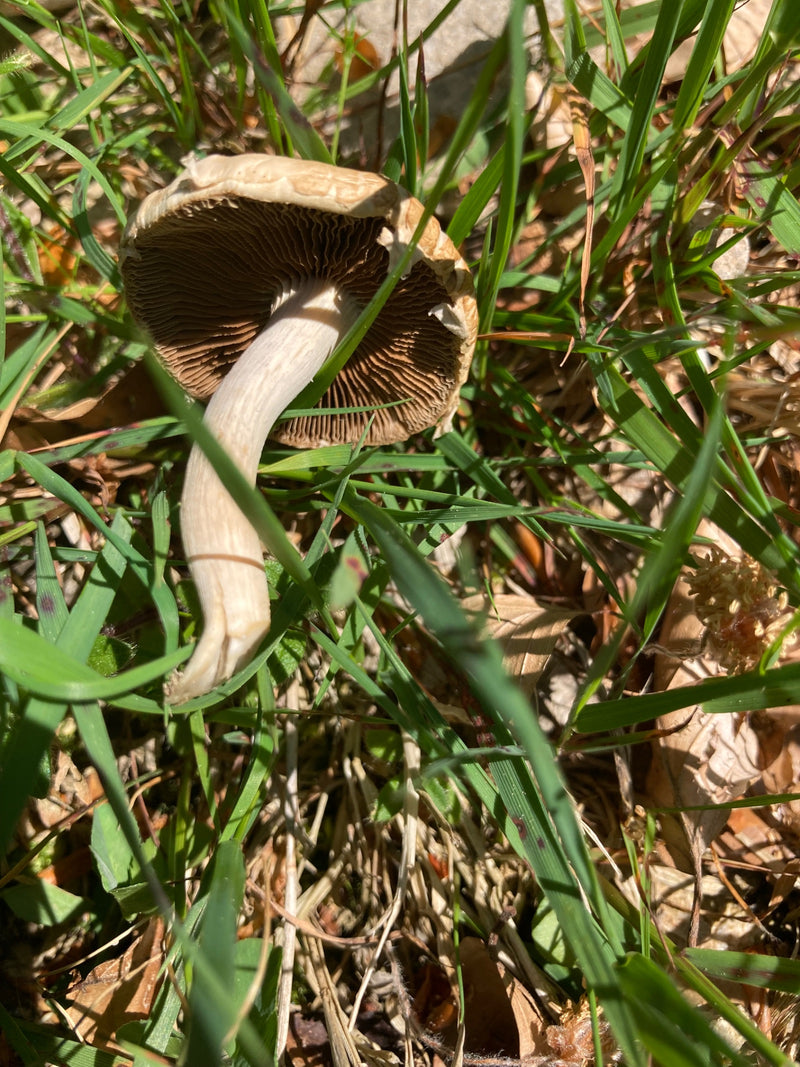 Champignon des prés — photo 4 sur 21