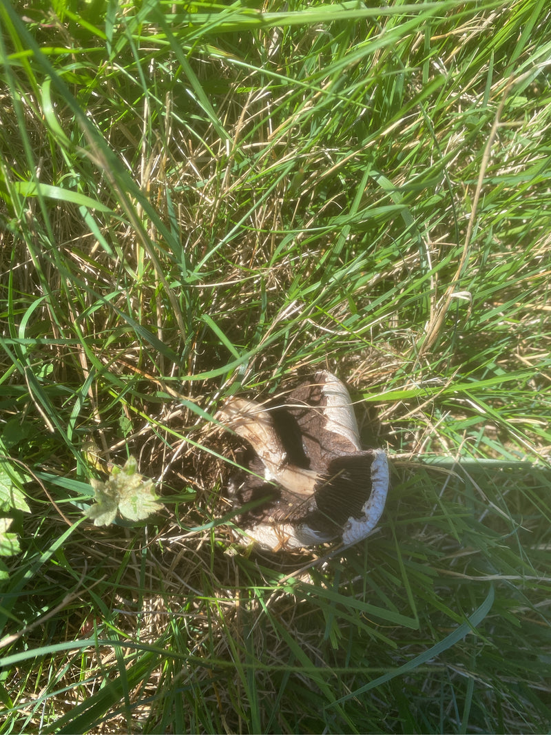 Un rosé-des-prés repose dans l'herbe dense, laissant apparaître ses lamelles sombres et son pied.