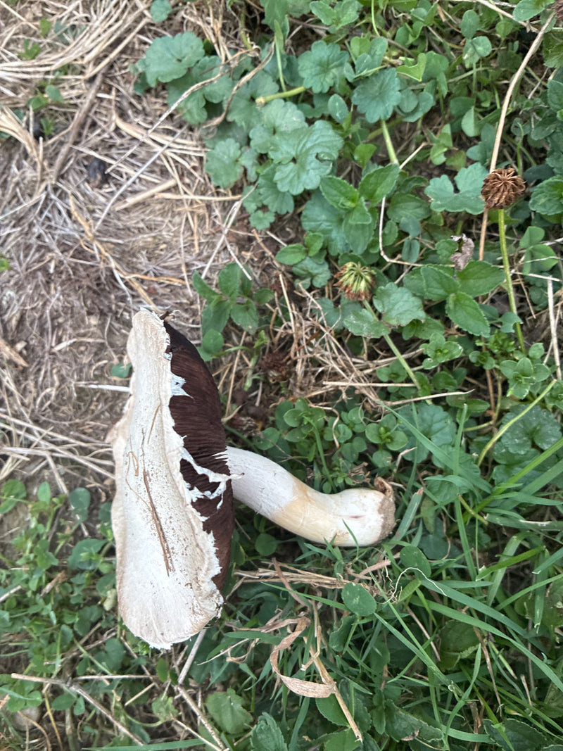 Champignon des prés — photo 2 sur 21
