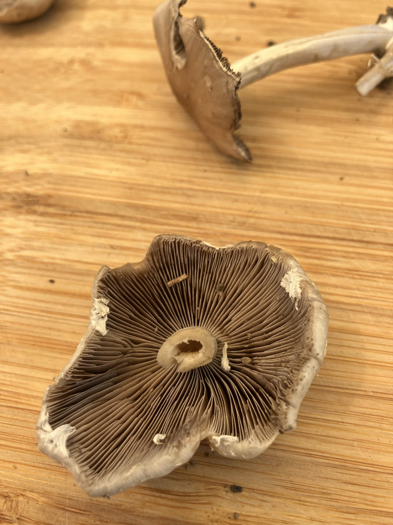 Champignon des prés — Bild 1