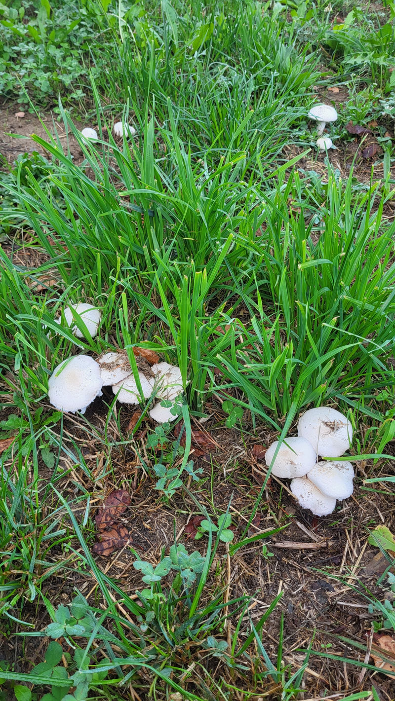 Champignon des prés — photo 3 sur 21