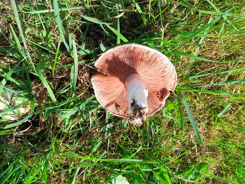 Champignon des prés — photo 1 sur 21