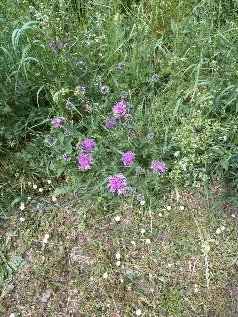 Centaurée des prés — Bild 1