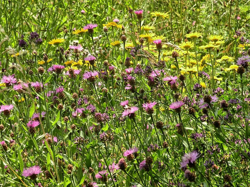 L'image montre une centaurée jacée en fleurs avec ses capitules pourpres caractéristiques dans une prairie colorée. La plante se trouve au milieu de graminée...