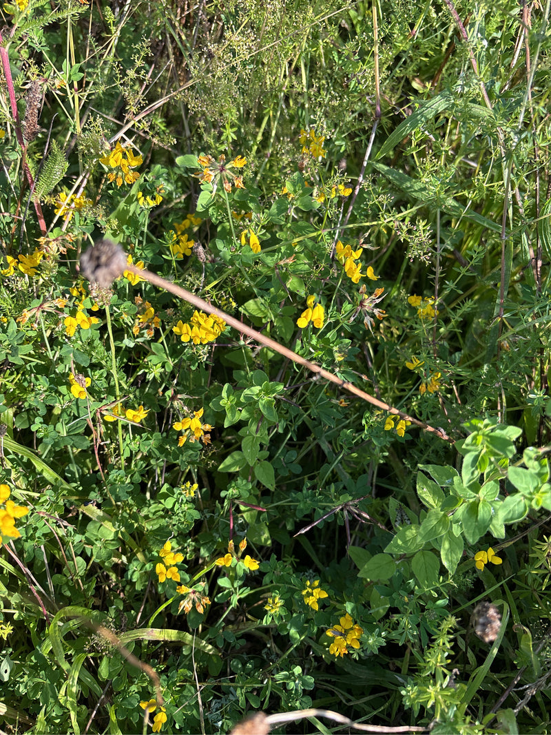 Centaurée des prés — photo 2 sur 25