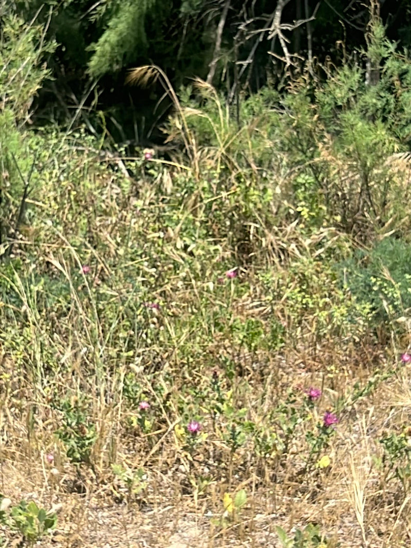 L'image montre une prairie avec plusieurs centaurées jacées éloignées. Les plantes montrent leurs fleurs pourpres caractéristiques.