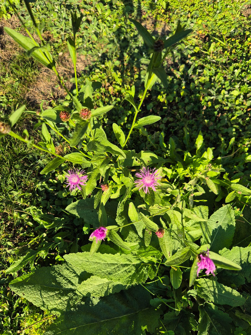 Une centaurée jacée en fleurs avec plusieurs capitules rose-violacé pousse au milieu d'une végétation de prairie ensoleillée.