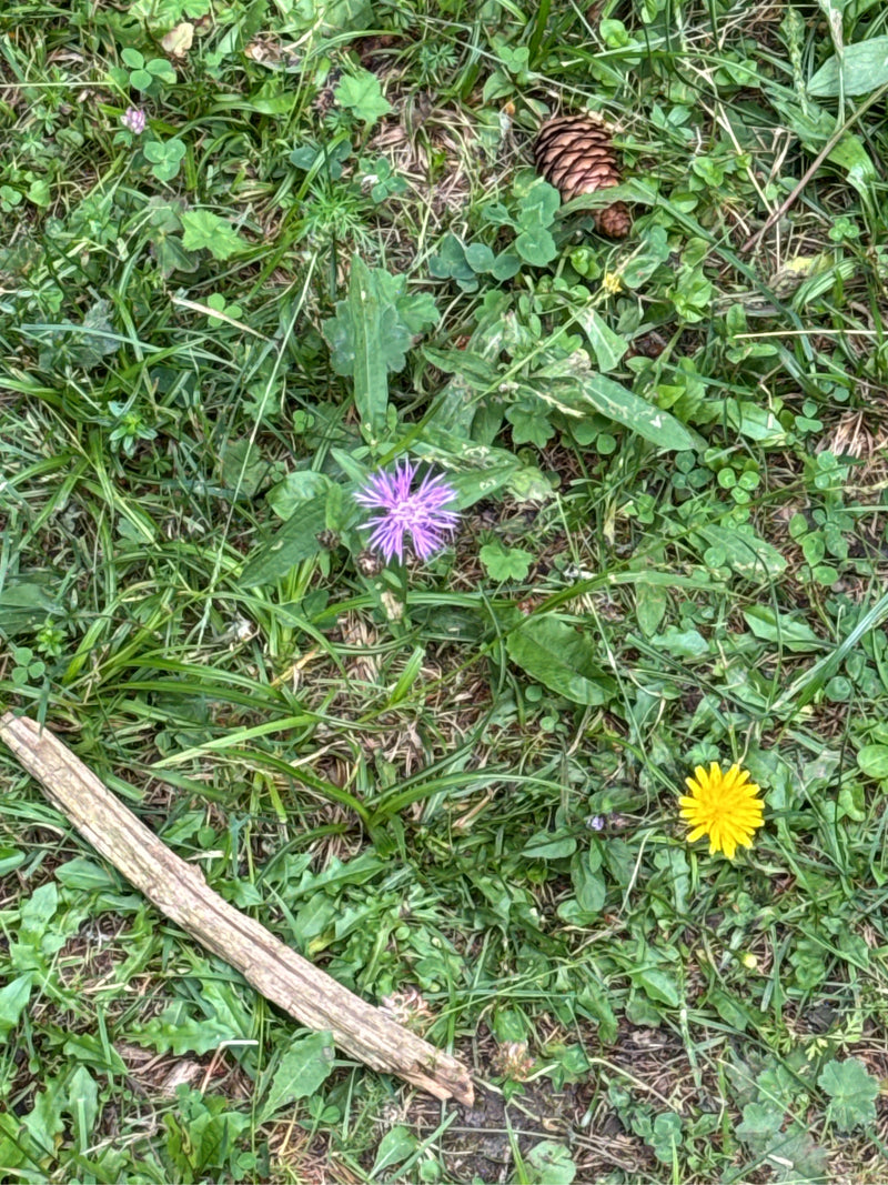 L'image montre la fleur pourpre d'une centaurée jacée poussant au milieu d'herbe verte et d'herbes de prairie. Une fleur de pissenlit jaune est visible à pro...