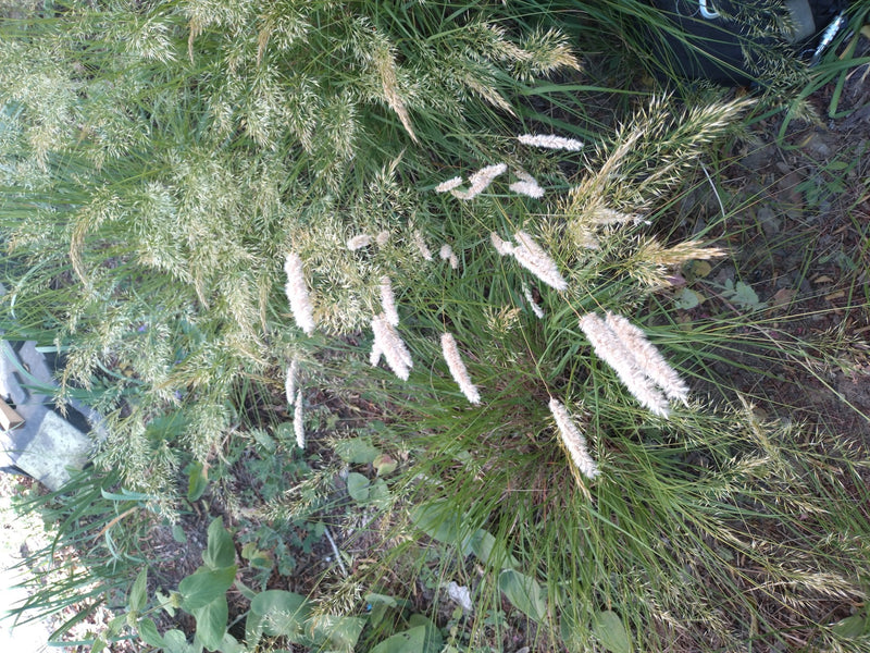 On y voit le vulpin des prés avec ses inflorescences cylindriques caractéristiques dans un espace vert. La prise de vue montre la plante par-dessus dans son ...