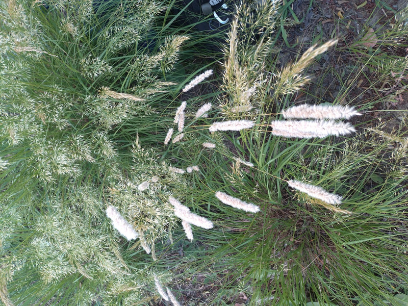L'image montre le vulpin des prés avec ses inflorescences cylindriques caractéristiques dans une prairie.