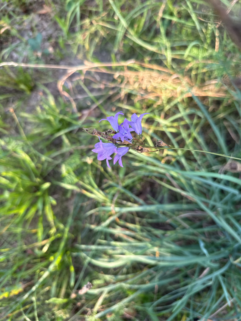 Jacinthe des bois épandue — photo 3 sur 3