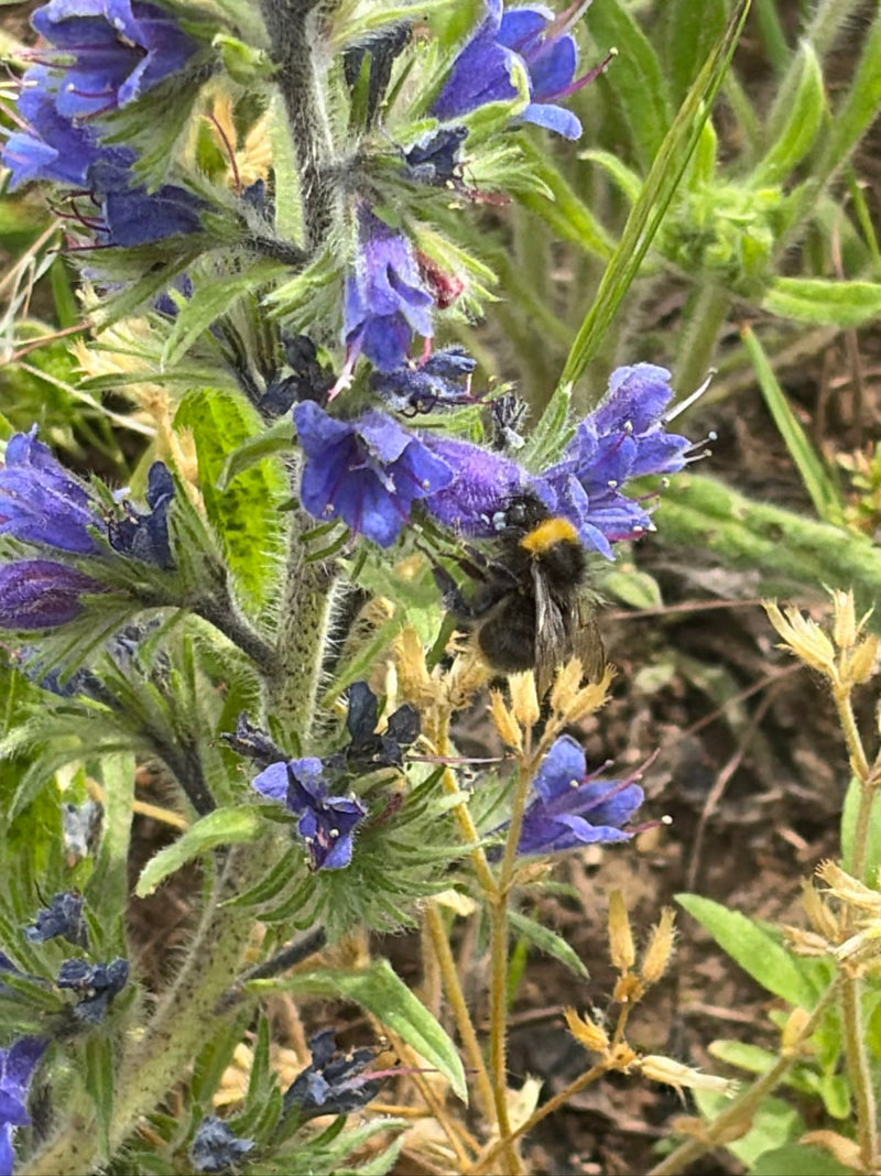 Un bourdon des prés est posé sur une fleur violette et est clairement visible. Il recherche du nectar.