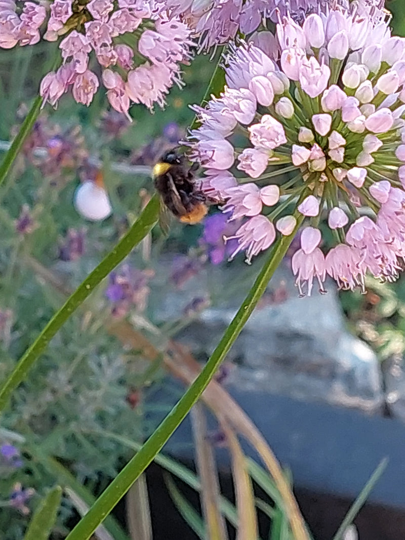 Un bourdon des prés est posé sur une fleur rose et cherche de la nourriture. La photo montre l'insecte de profil dans son environnement naturel.