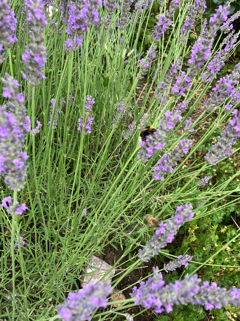 Un bourdon des prés est posé sur les inflorescences violettes d'une lavande et récolte du nectar.
