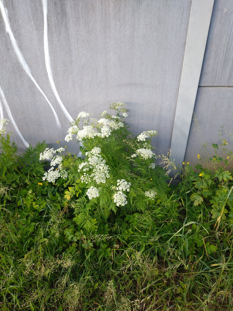 On aperçoit une plante de cerfeuil des bois en fleurs, dotée de feuilles délicates et de fleurs blanches en ombelles. Elle pousse dans l'herbe devant un mur ...