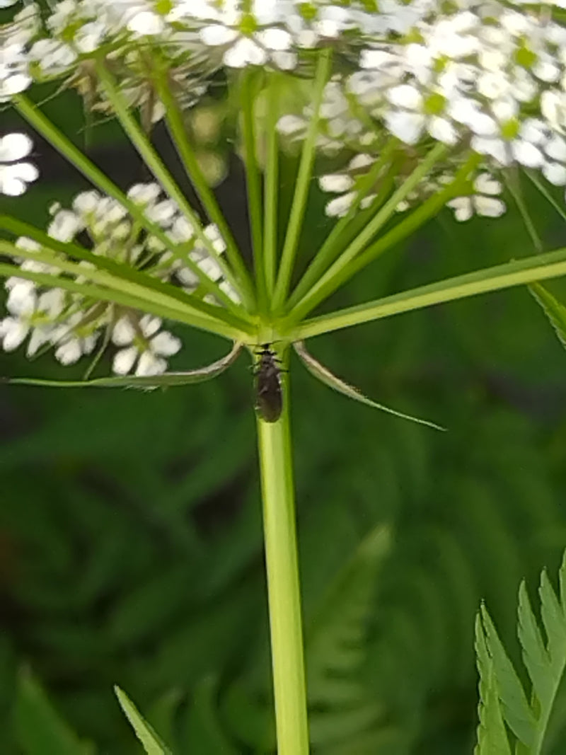 L'image montre un cerfeuil des bois en fleurs avec des inflorescences en ombelles blanches typiques. La plante se trouve dans un environnement vert.
