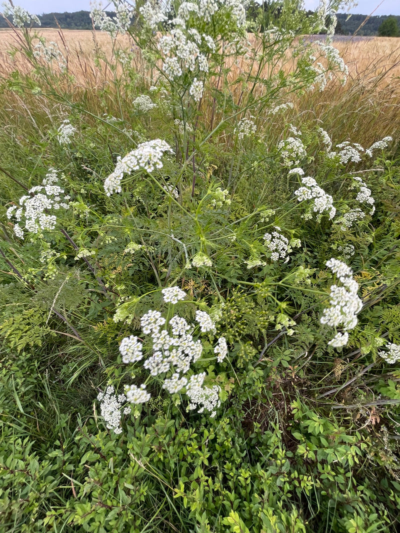 On aperçoit une plante de cerfeuil des bois en fleurs, dotée de ses inflorescences en ombelles blanches et de feuilles finement découpées. Elle pousse au mil...