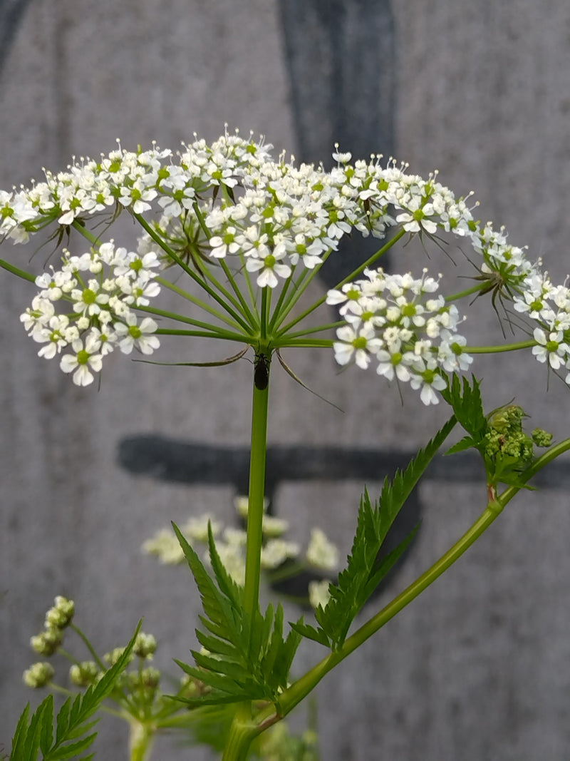 La photo montre un gros plan de l'inflorescence blanche caractéristique du cerfeuil des bois. Un mur gris flou est visible en arrière-plan.