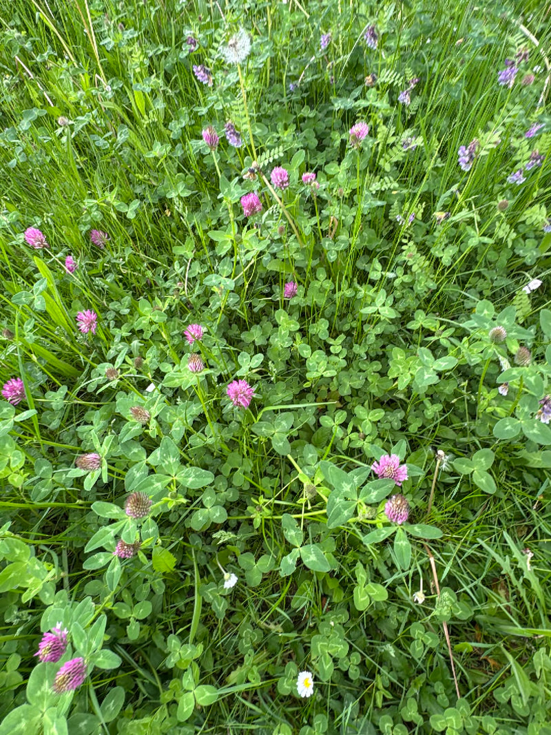 L'image montre du trèfle des prés avec ses têtes florales roses typiques et ses feuilles trifoliées dans une prairie. Les plantes poussent densément parmi le...